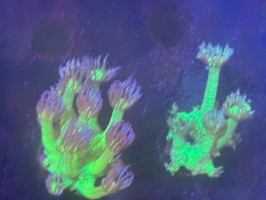Purple tip green goniopora frag