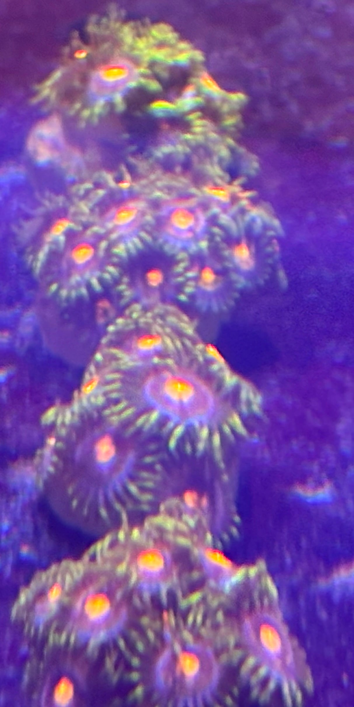 Peacock Nipples Zoas