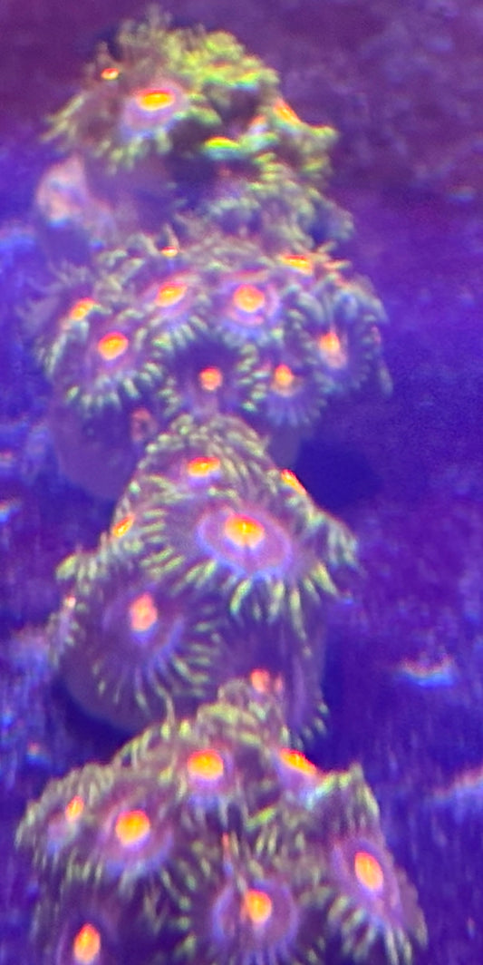 Peacock Nipples Zoas