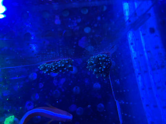 Green bubble tip anemone