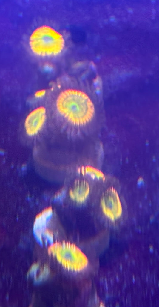 Sunny D Zoas