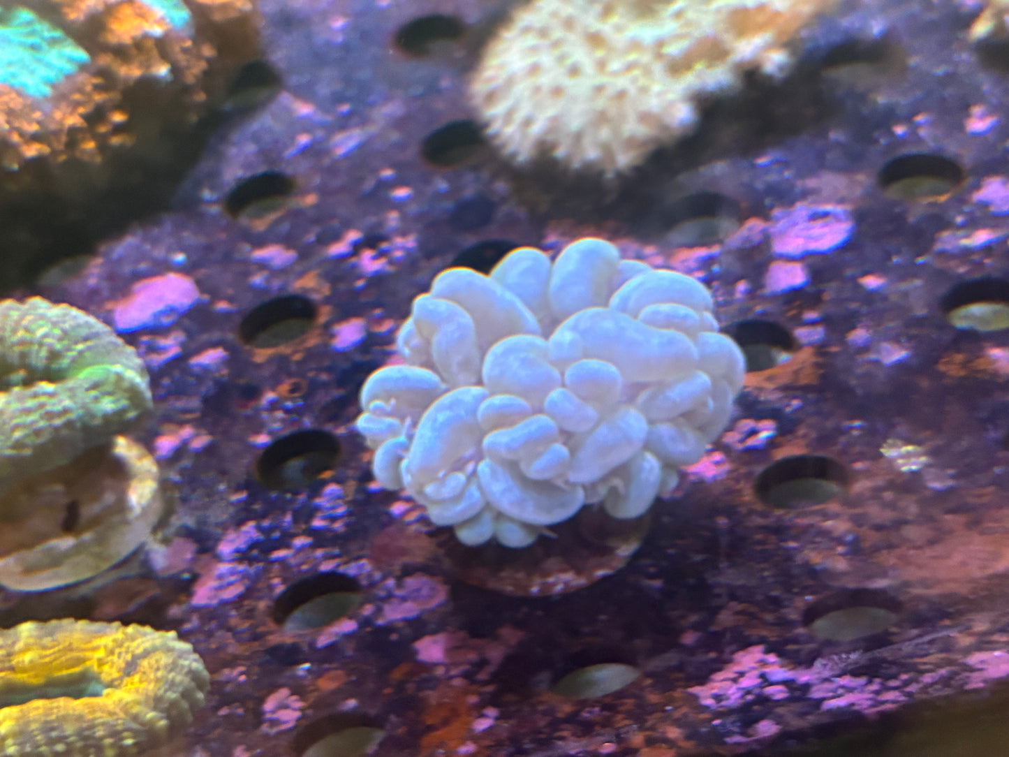 Bubble Coral Normal