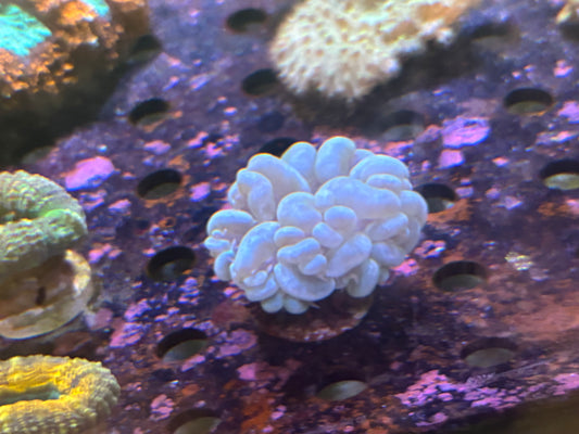 Bubble Coral Normal