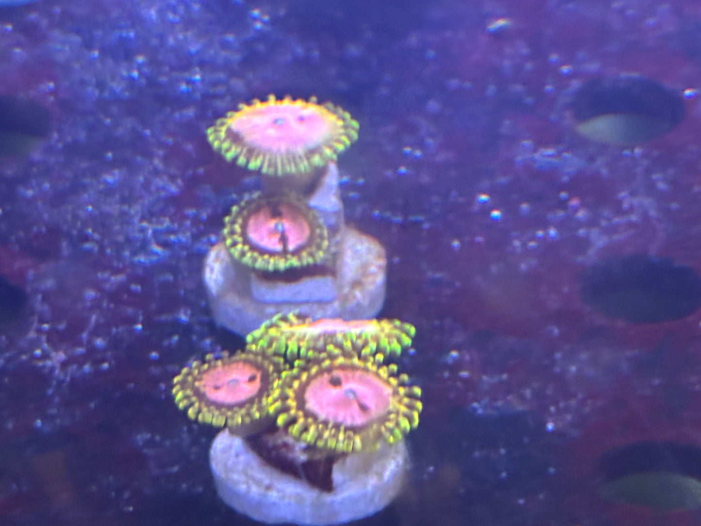 Pink Diamond Zoas