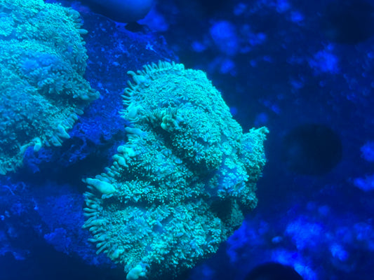 Green rhodactis bounce mushroom 2 XL polyps