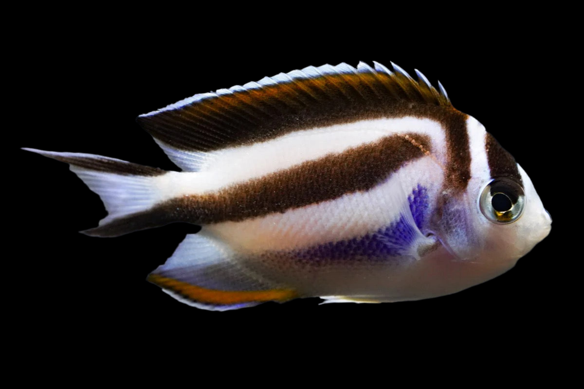 Bellus Angelfish Female