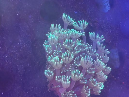green tip alveopora