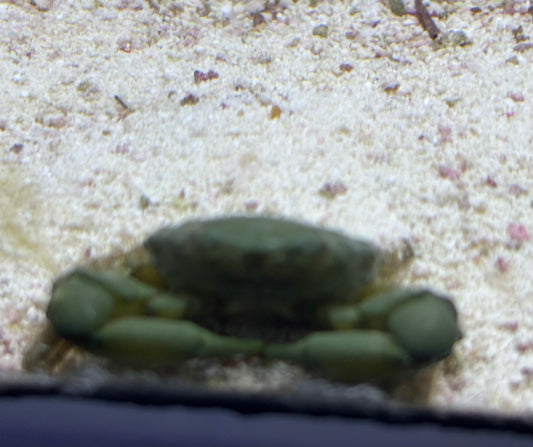 Emerald Crab