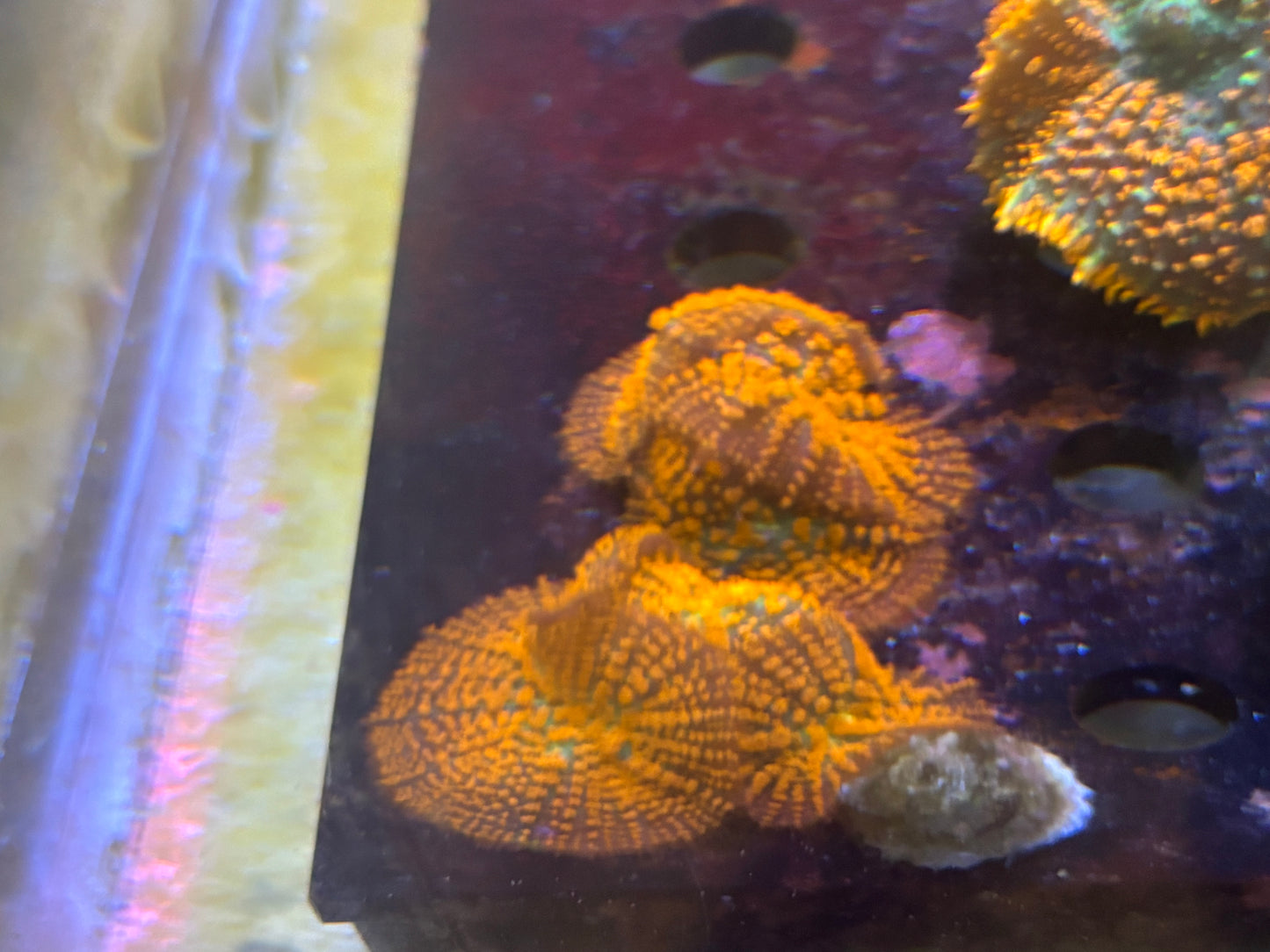 Green/orange mushroom