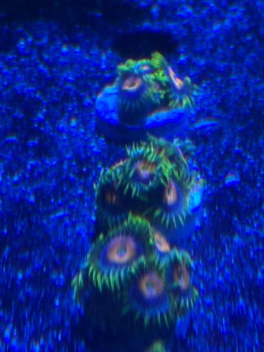 Super Saiyan Zoas