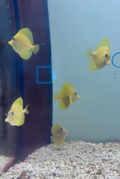 Yellow tangs
