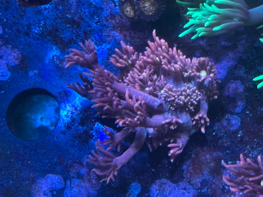Dragons Breath Goniopora