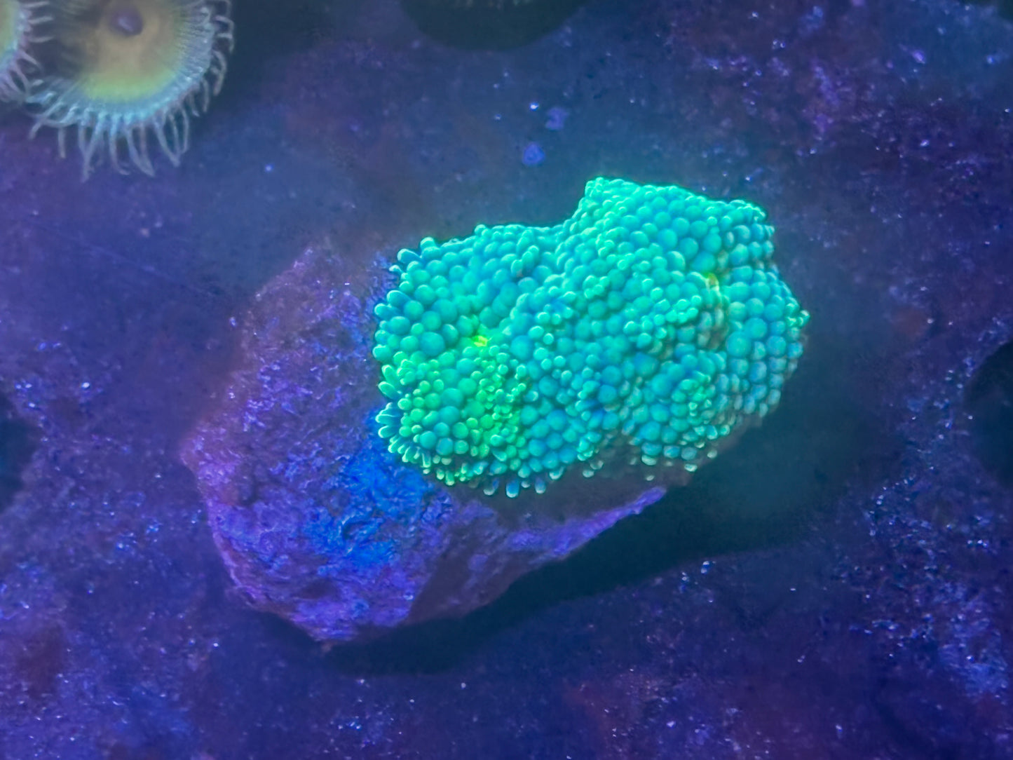 Florida Ricordea 2 polyp