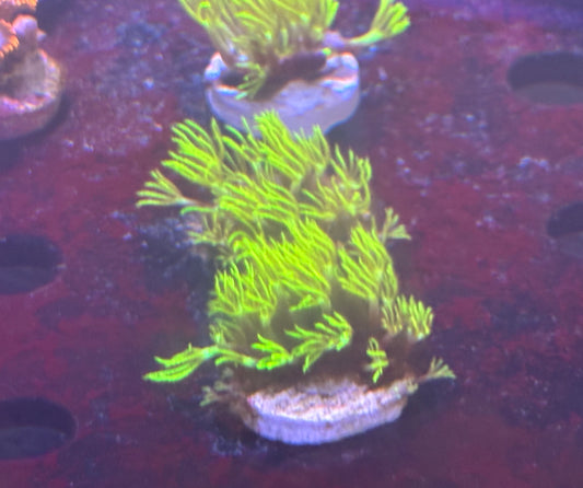 Green Star Polyps