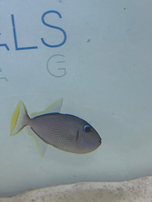 BLUE THROAT TRIGGER SM