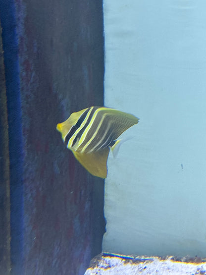 Sailfin tang #1