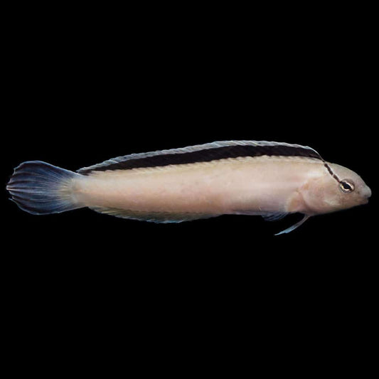 Smiths Blenny
