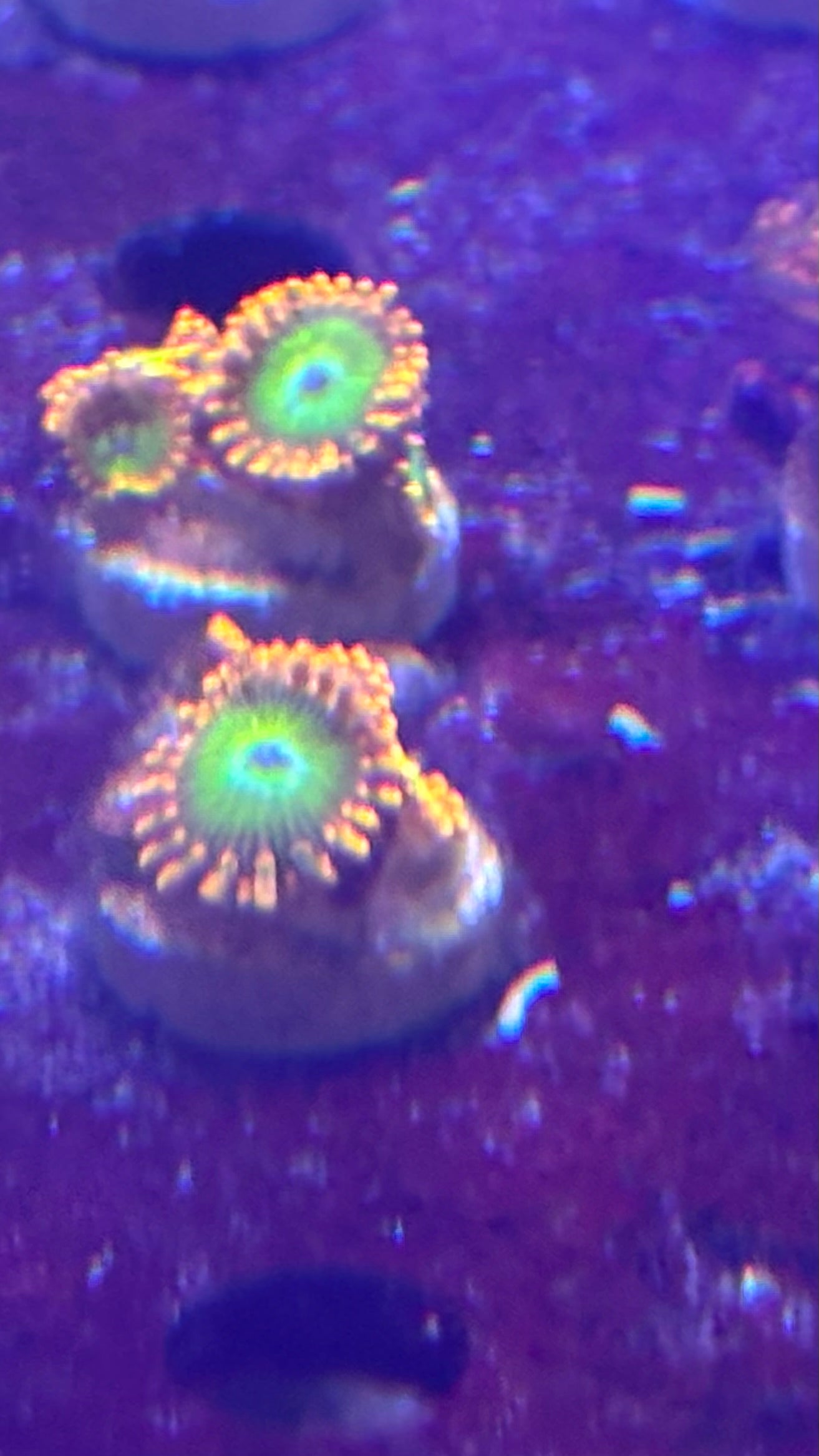 Oompa Loompa Zoas