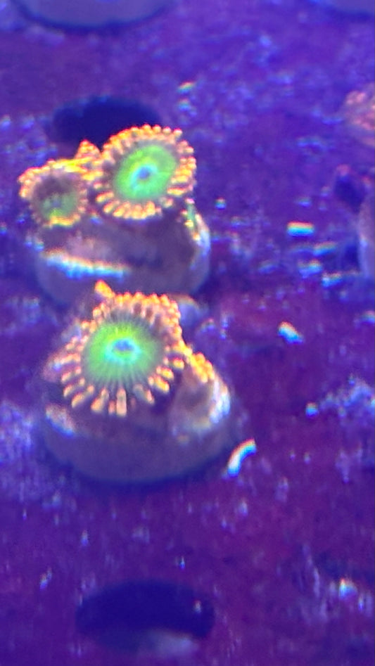 Oompa Loompa Zoas