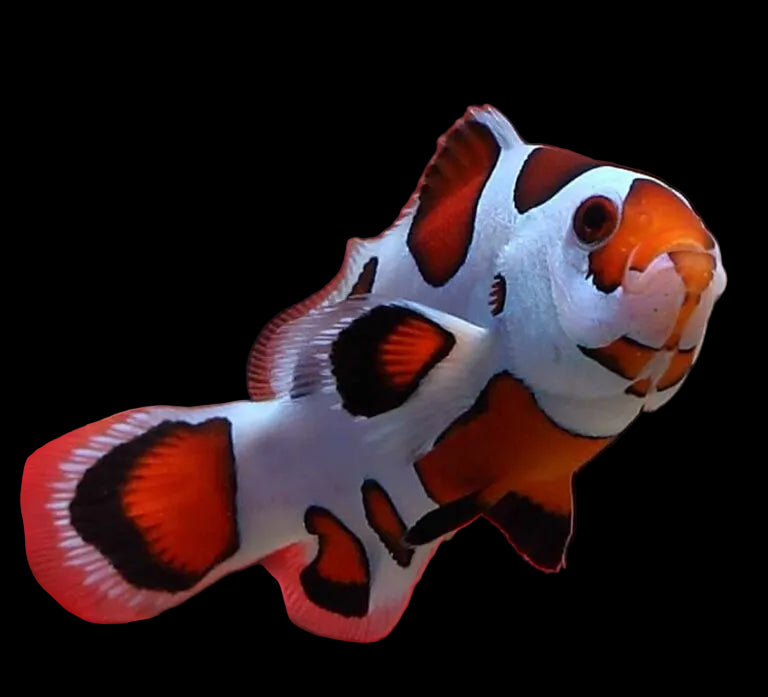 Orange Storm Clownfish