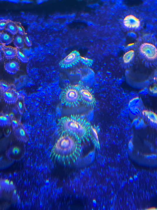 Rainbow Incinerator Zoas