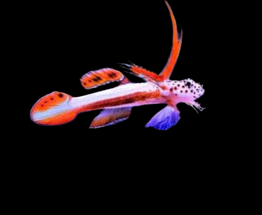 Flaming Prawn Goby