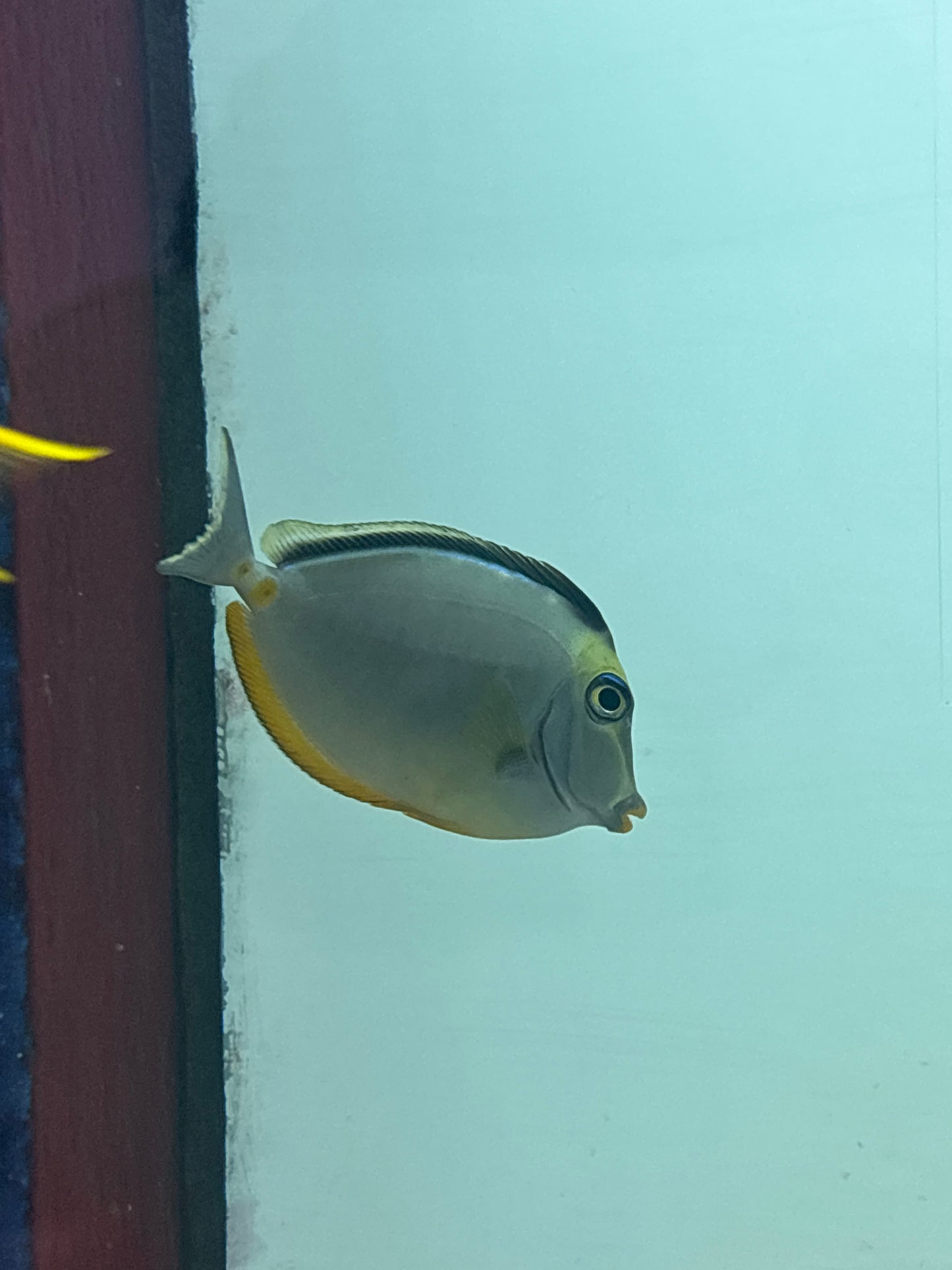 NASO TANG