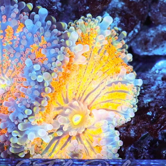 rainbow yuma mushroom