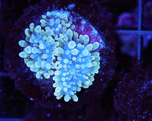 3 polyp green yuma WSIWYG