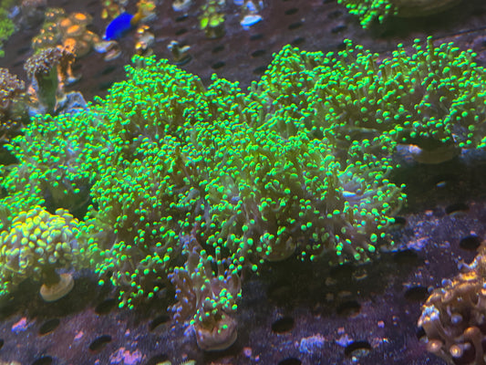 Green Tip Octospawn