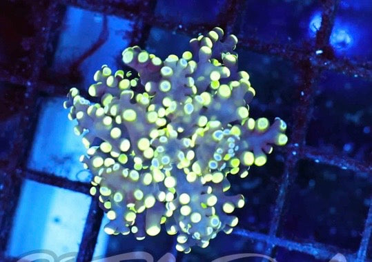 Yellow tip octospawn