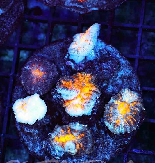 bullseye mushroom colony tile