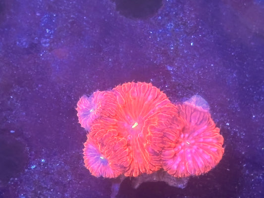 Red Blasto mini colony