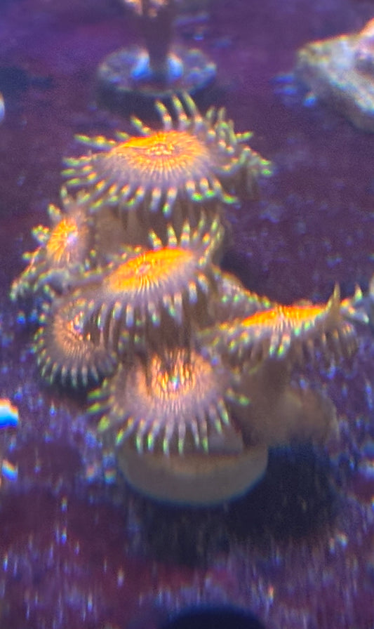 Stranger Things Zoas