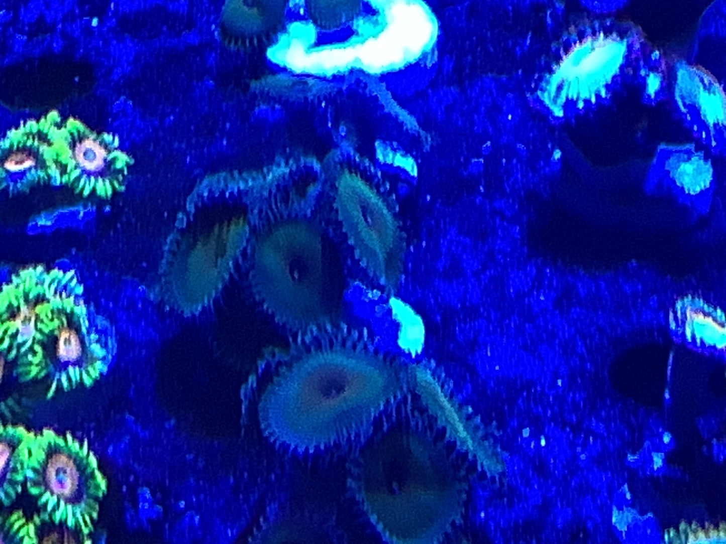 Captain jerk palythoa