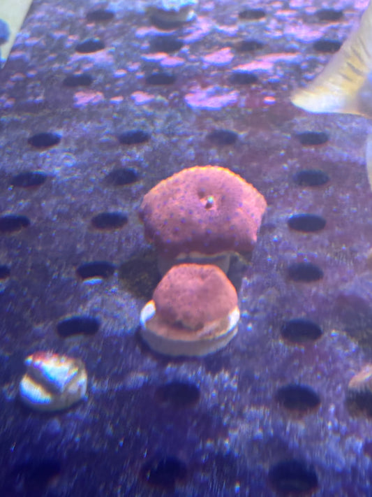 Superman Disco mushroom