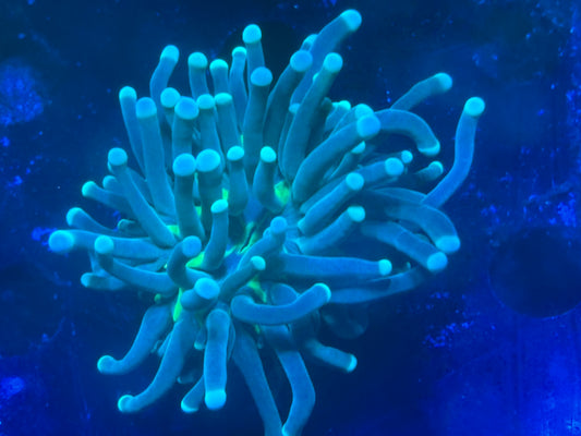 Incredible hulk torch