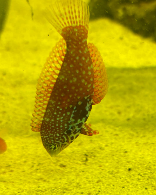 Leopard wrasse