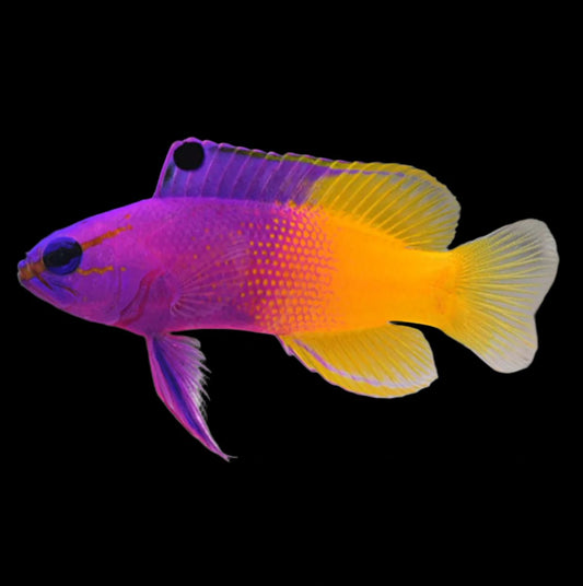 Royal Gramma Basslet