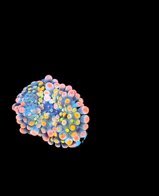 Rainbow Gushers Bounce yuma mushroom coral