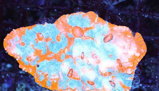 Nacho Cheese chalice colony