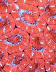 Red acan frag 1-5 polyp