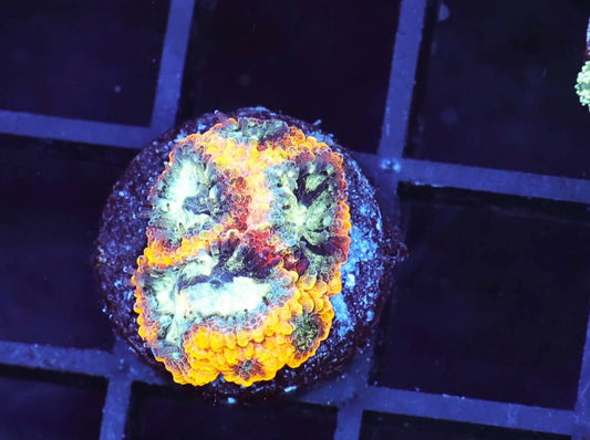 Yellow submarine favia