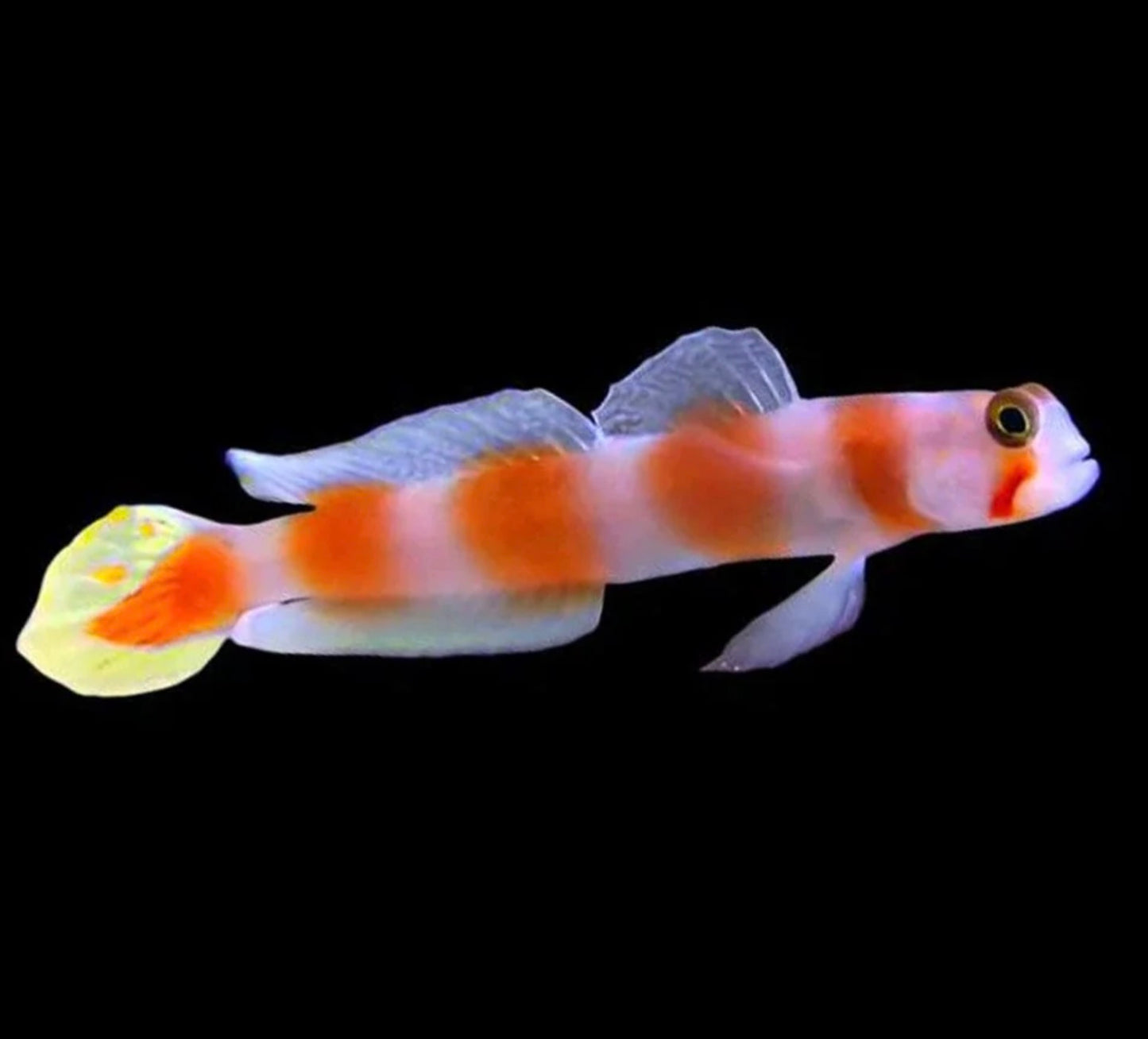 PINKBAR GOBY M