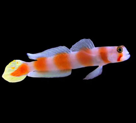 PINKBAR GOBY M