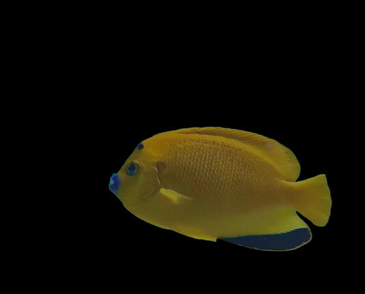 Flag fin Angel XL