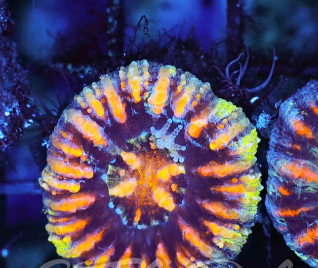 Button Scolymias