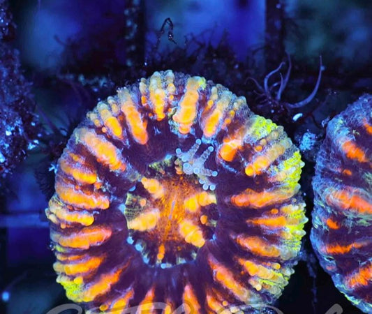 Button Scolymias