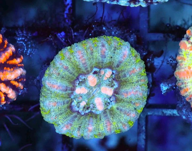 Button Scolymias