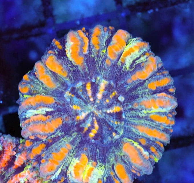 Button Scolymias